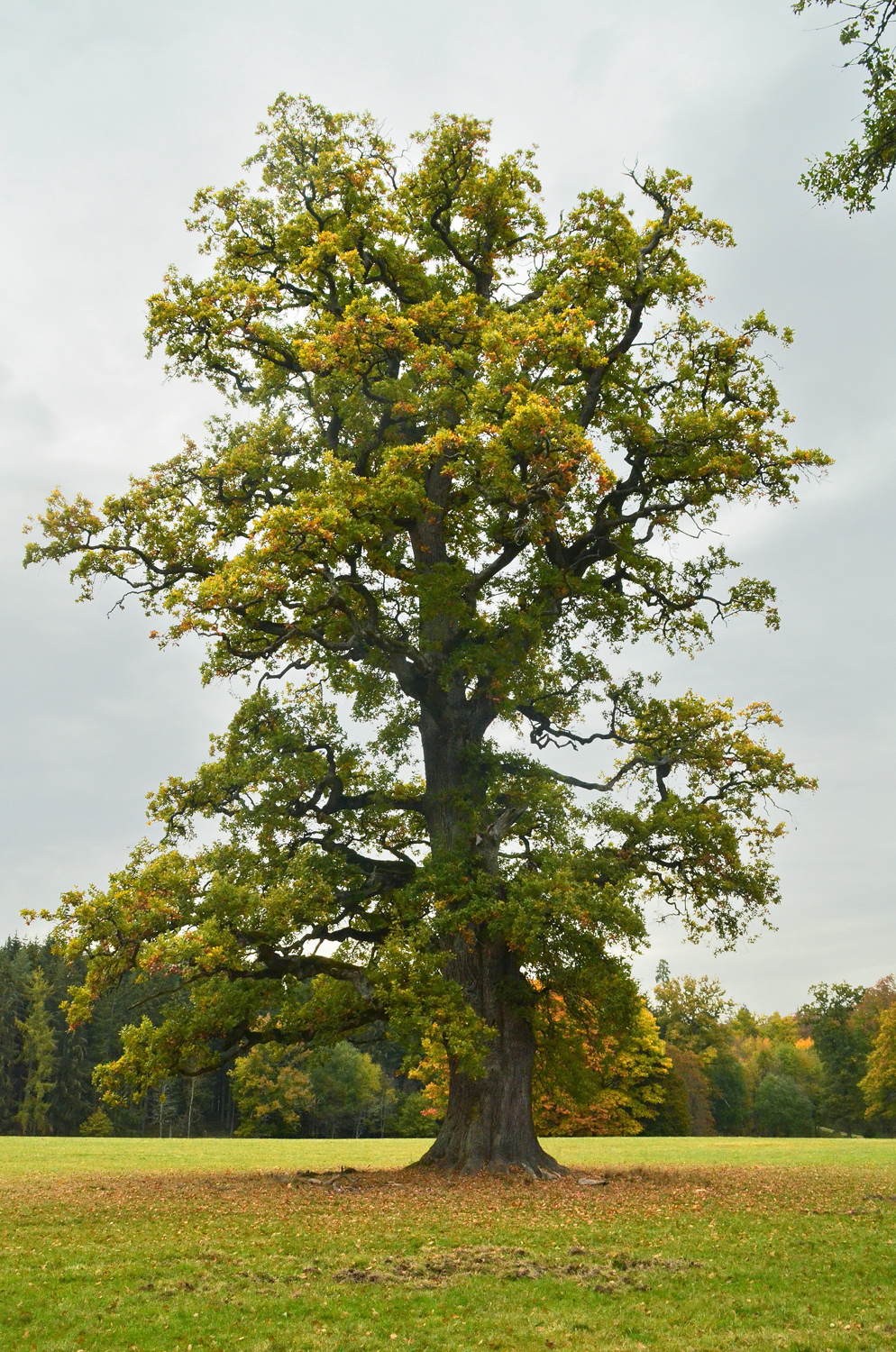 Fürstin Margarita-Eiche - Sigmaringen, Wildpark Josefslust - Oktober 2020
