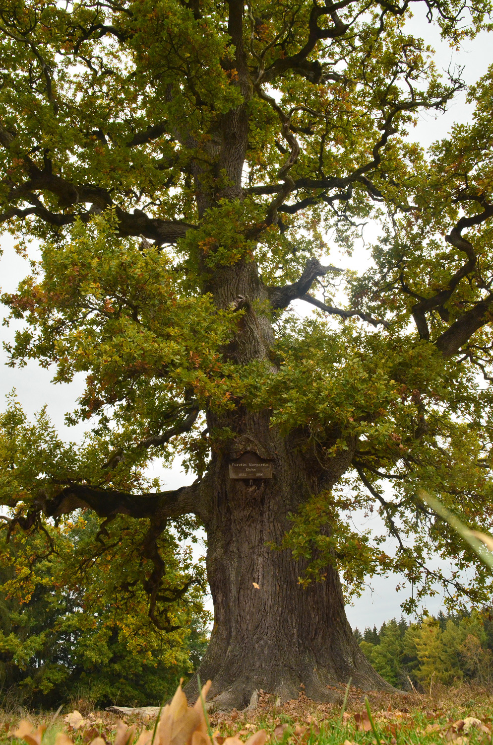 Fürstin Margarita-Eiche - Sigmaringen, Wildpark Josefslust - Oktober 2020