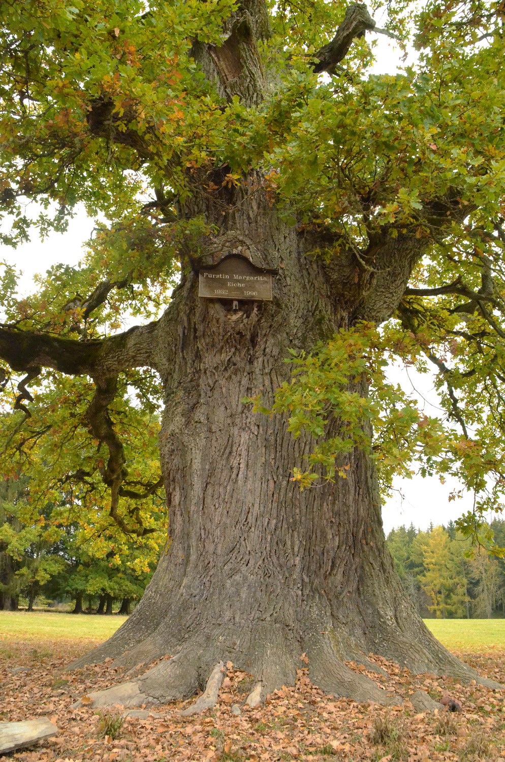 Fürstin Margarita-Eiche - Sigmaringen, Wildpark Josefslust - Oktober 2020