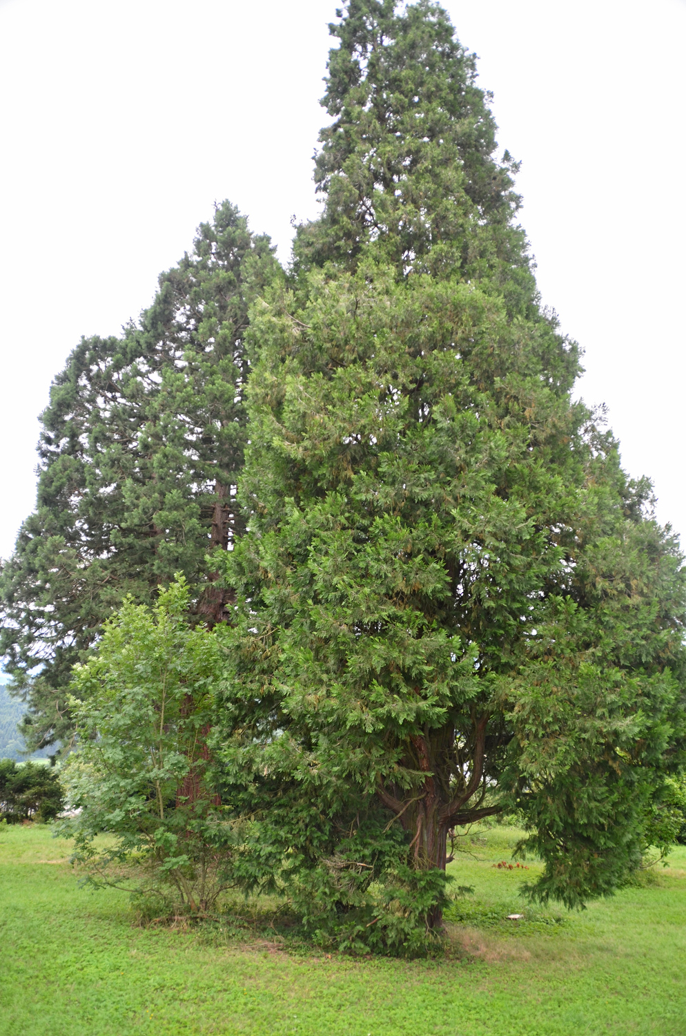 Calocedrus decurrens - Koniferenpark Schwäbisch Gmünd - Juli 2017