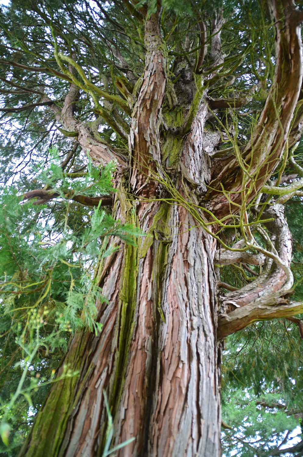 Calocedrus decurrens - Koniferenpark Schwäbisch Gmünd - Juli 2017