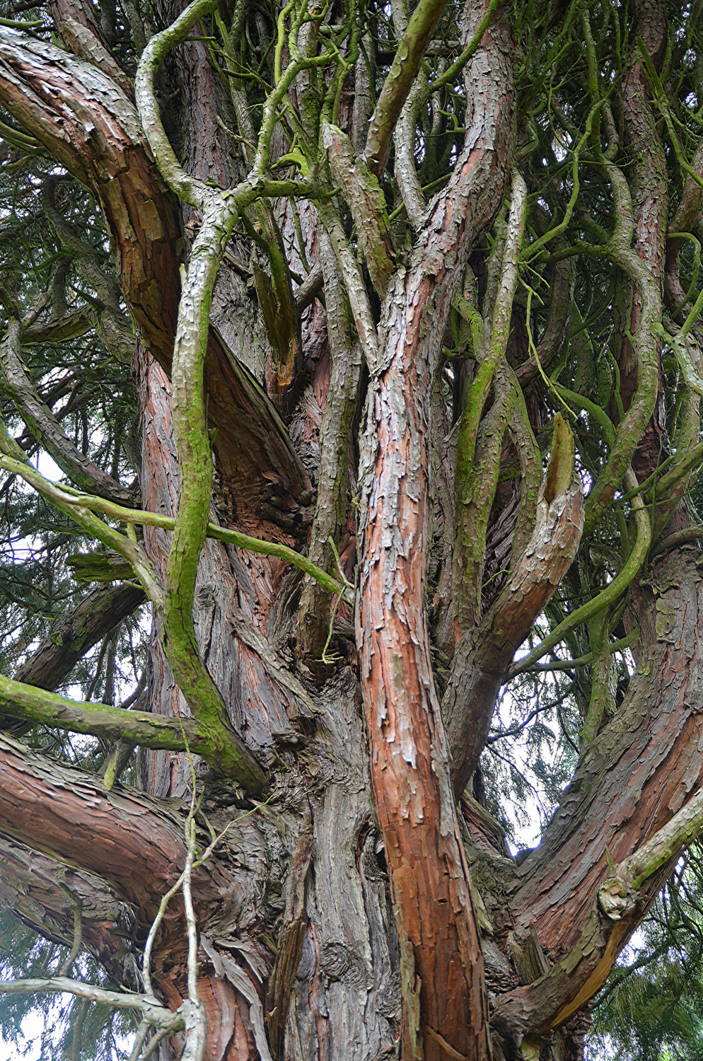 Calocedrus decurrens - Koniferenpark Schwäbisch Gmünd - Juli 2017
