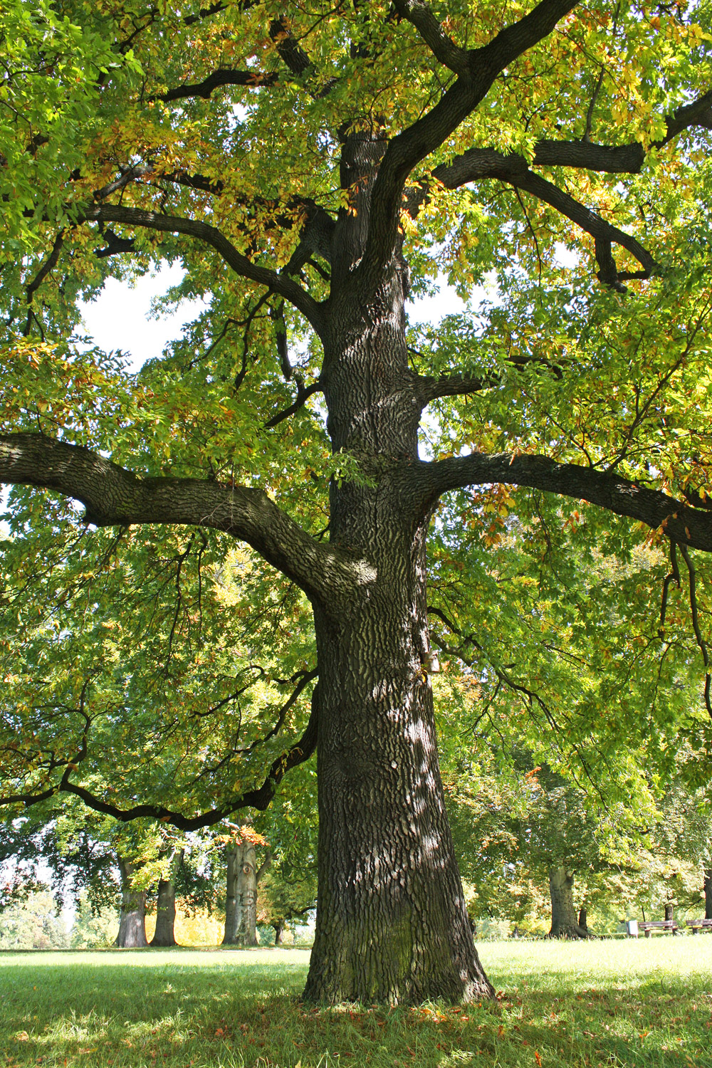 cerris Quercus