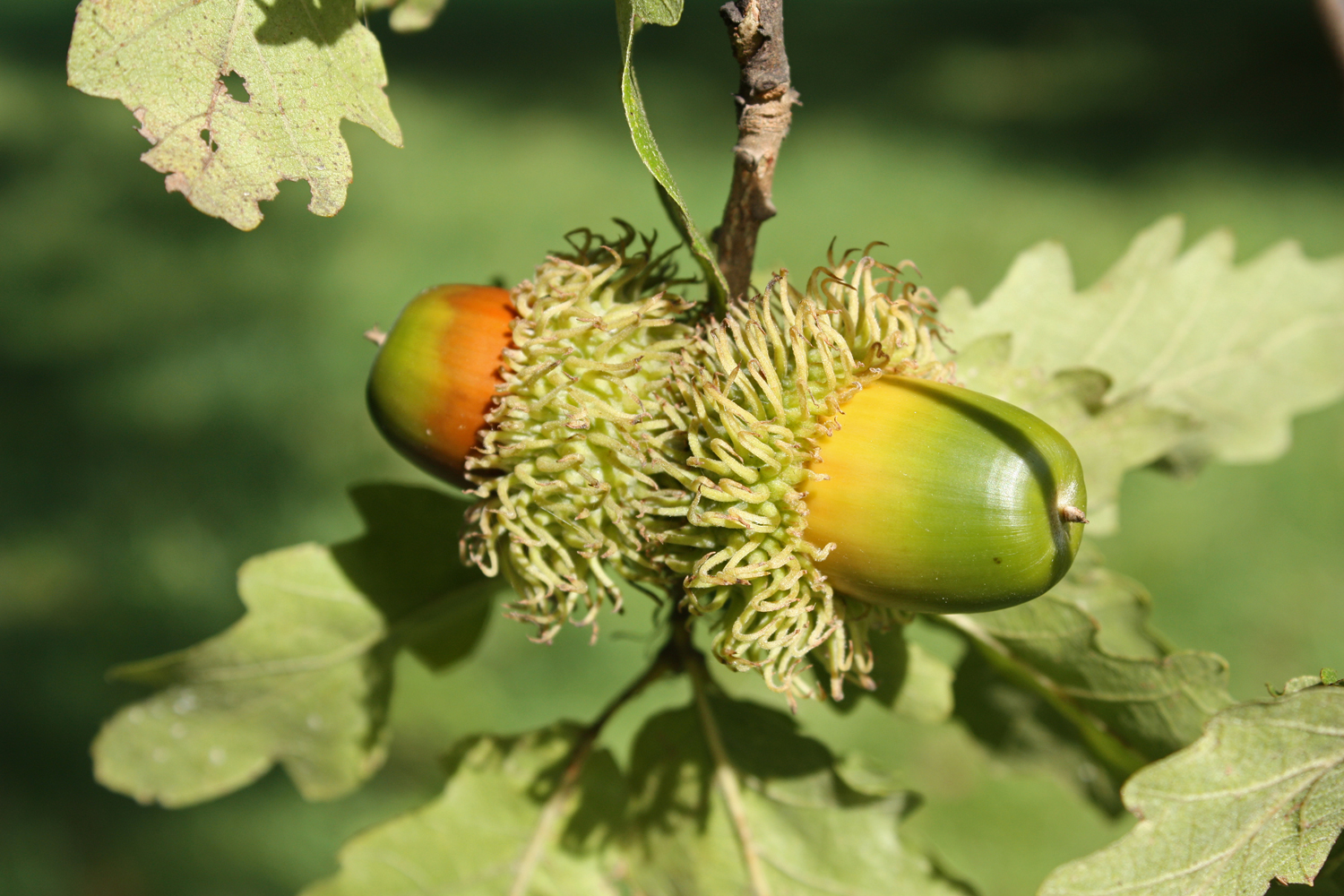 Quercus cerris - Rosensteinpark Stuttgart - Okt. 2010