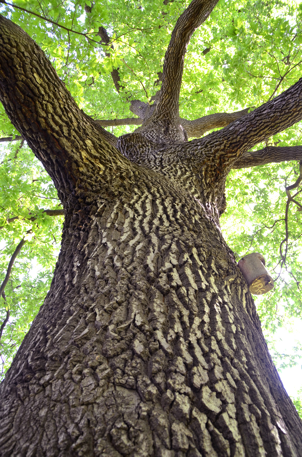 Quercus cerris - Rosensteinpark Stuttgart - Juni 2019