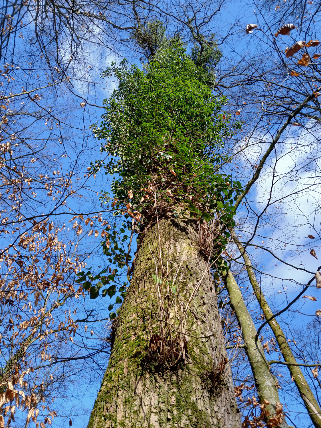 Hedera helix - Wannweil - Febr. 2025