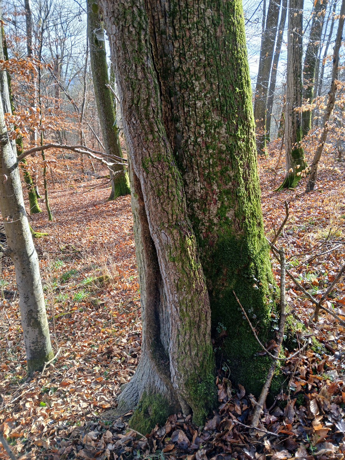 Hedera helix - Wannweil - Febr. 2025