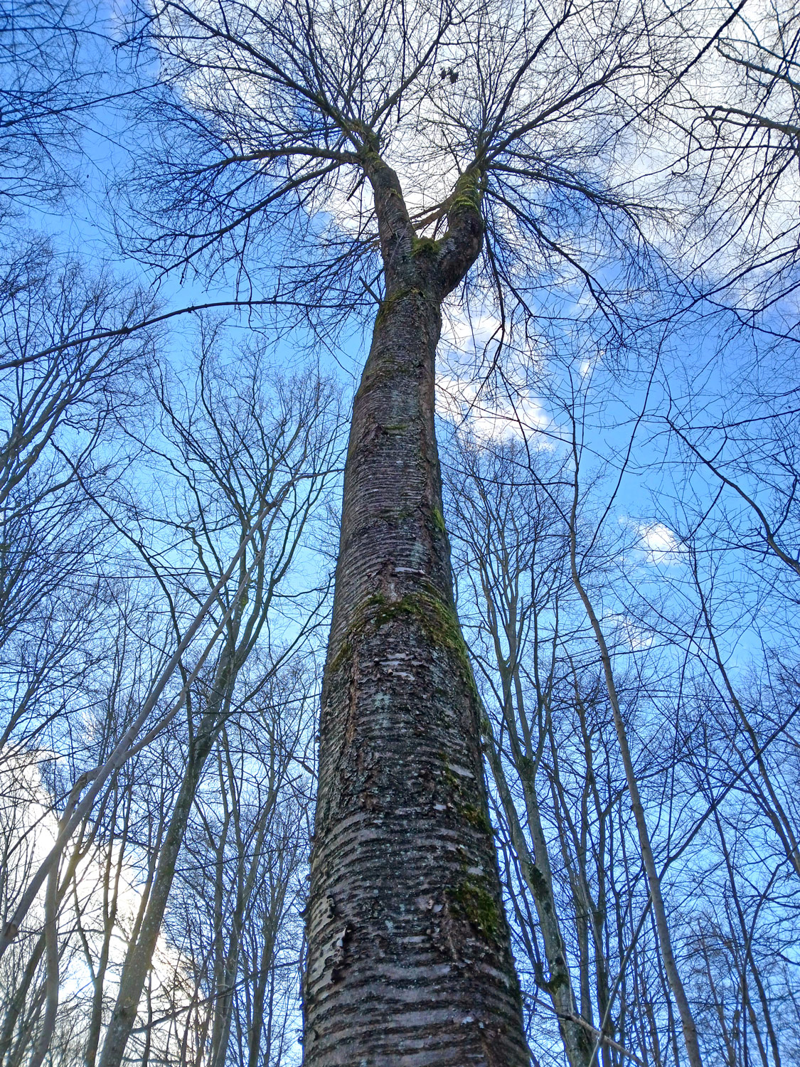 Prunus avium - Wannweil - Febr. 2025