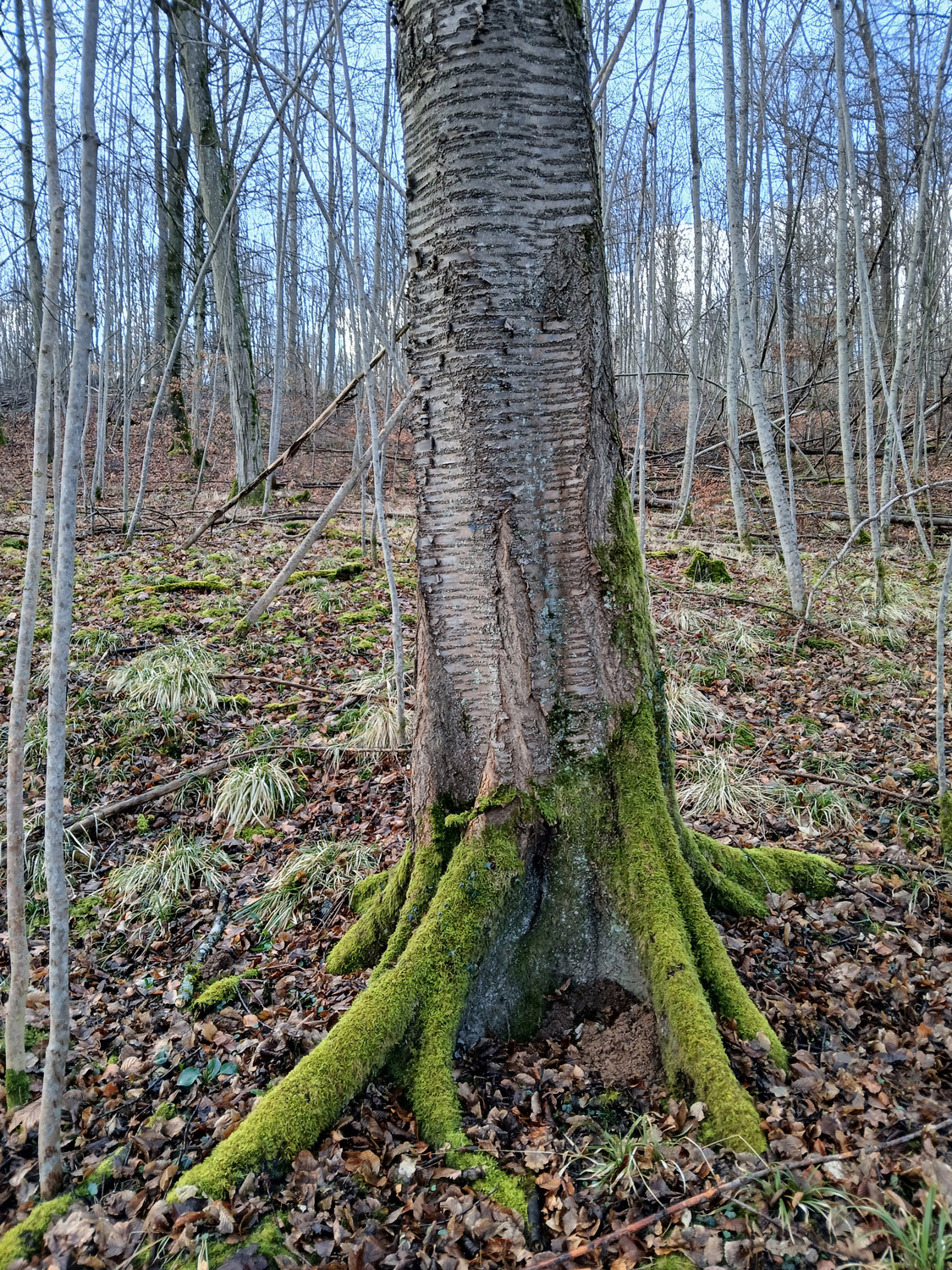 Prunus avium - Wannweil - Febr. 2025