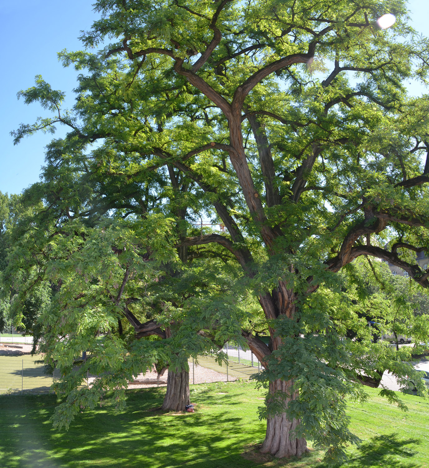 pseudoacacia Robinia