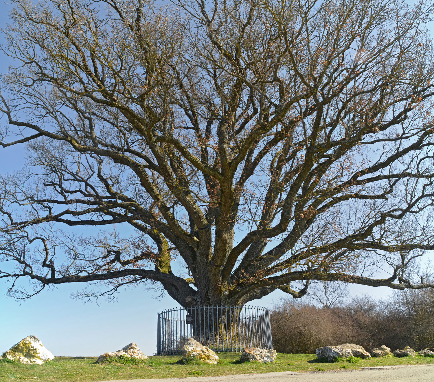 Magdalenenbergeiche am Villinger Fürstengrab - April 2020