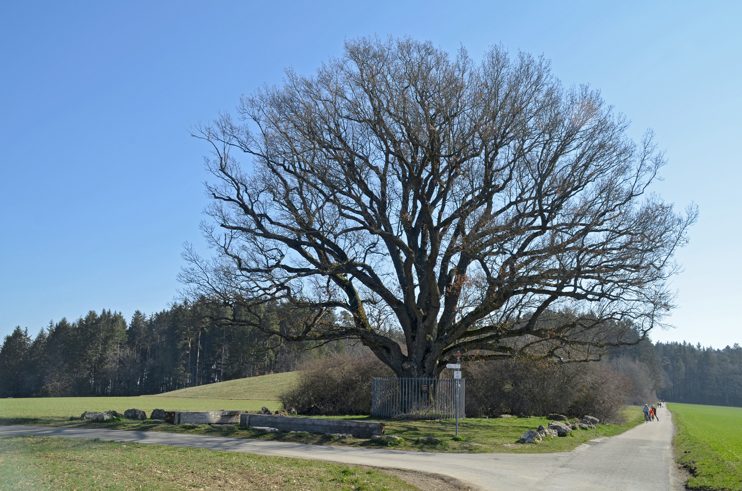 Magdalenenbergeiche am Villinger Fürstengrab - April 2020