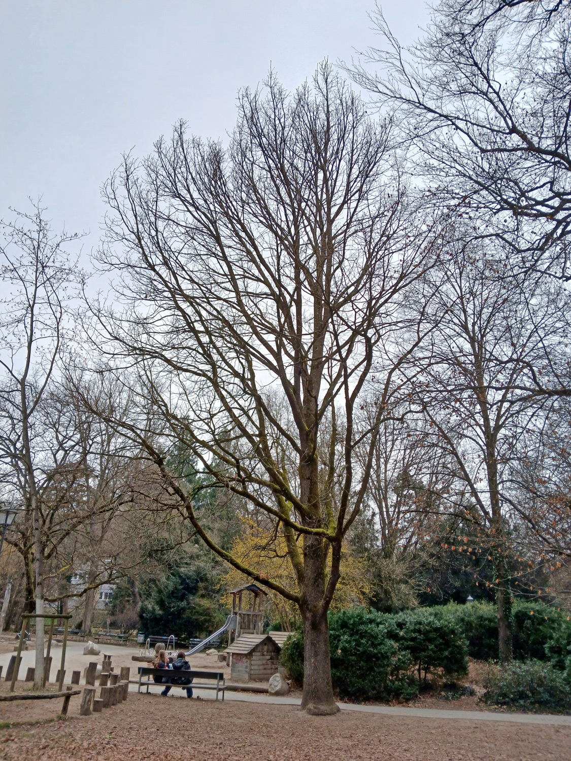 frainetto Quercus