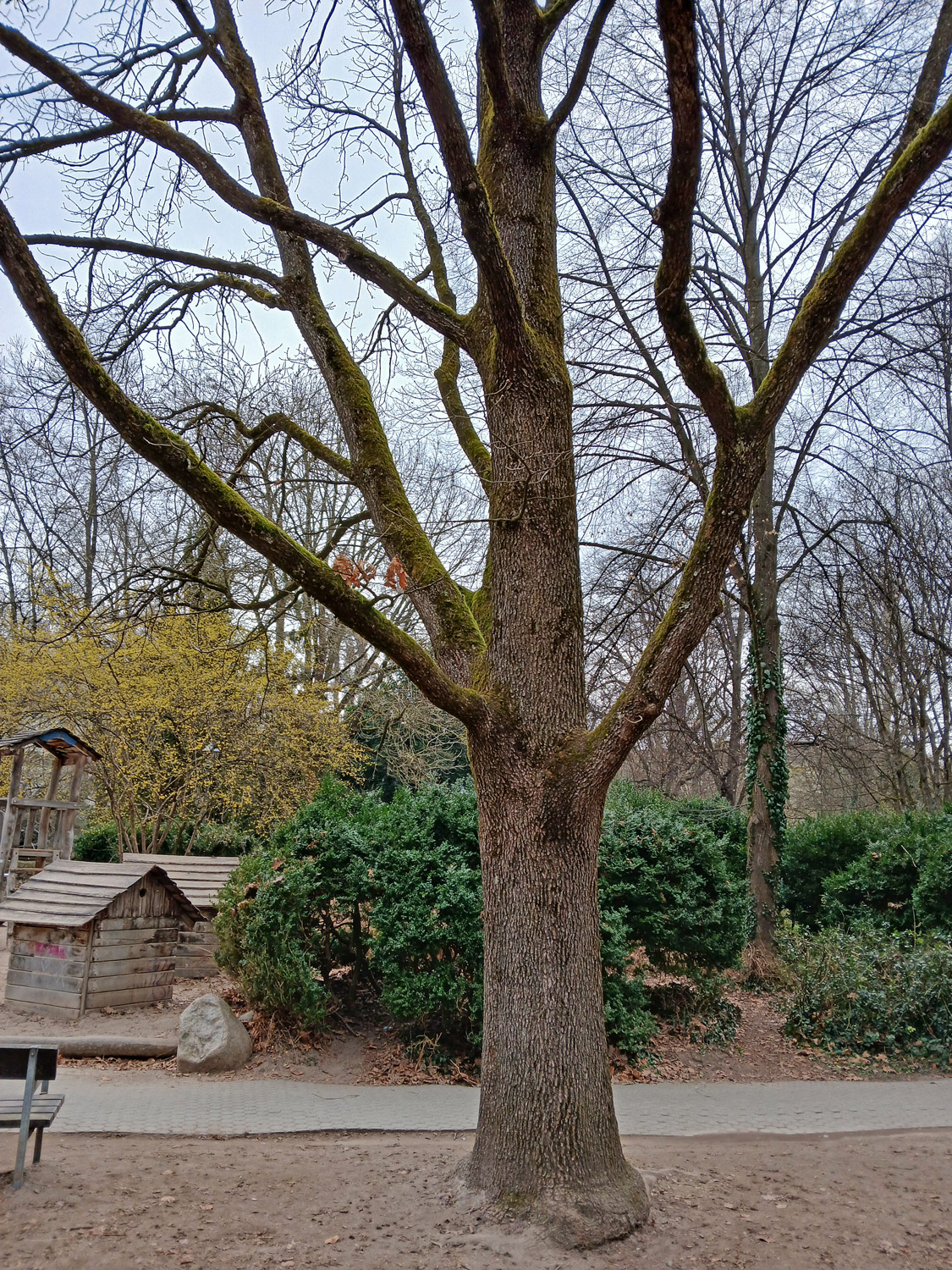 Quercus frainetto - Tübingen - März 2025