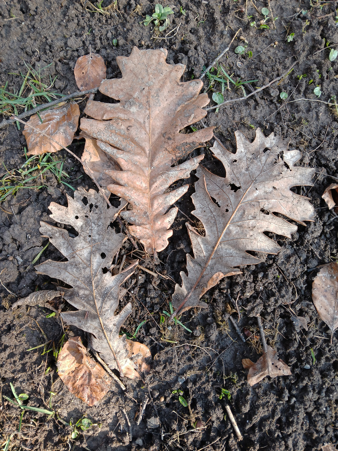 Quercus frainetto - Tübingen - März 2025