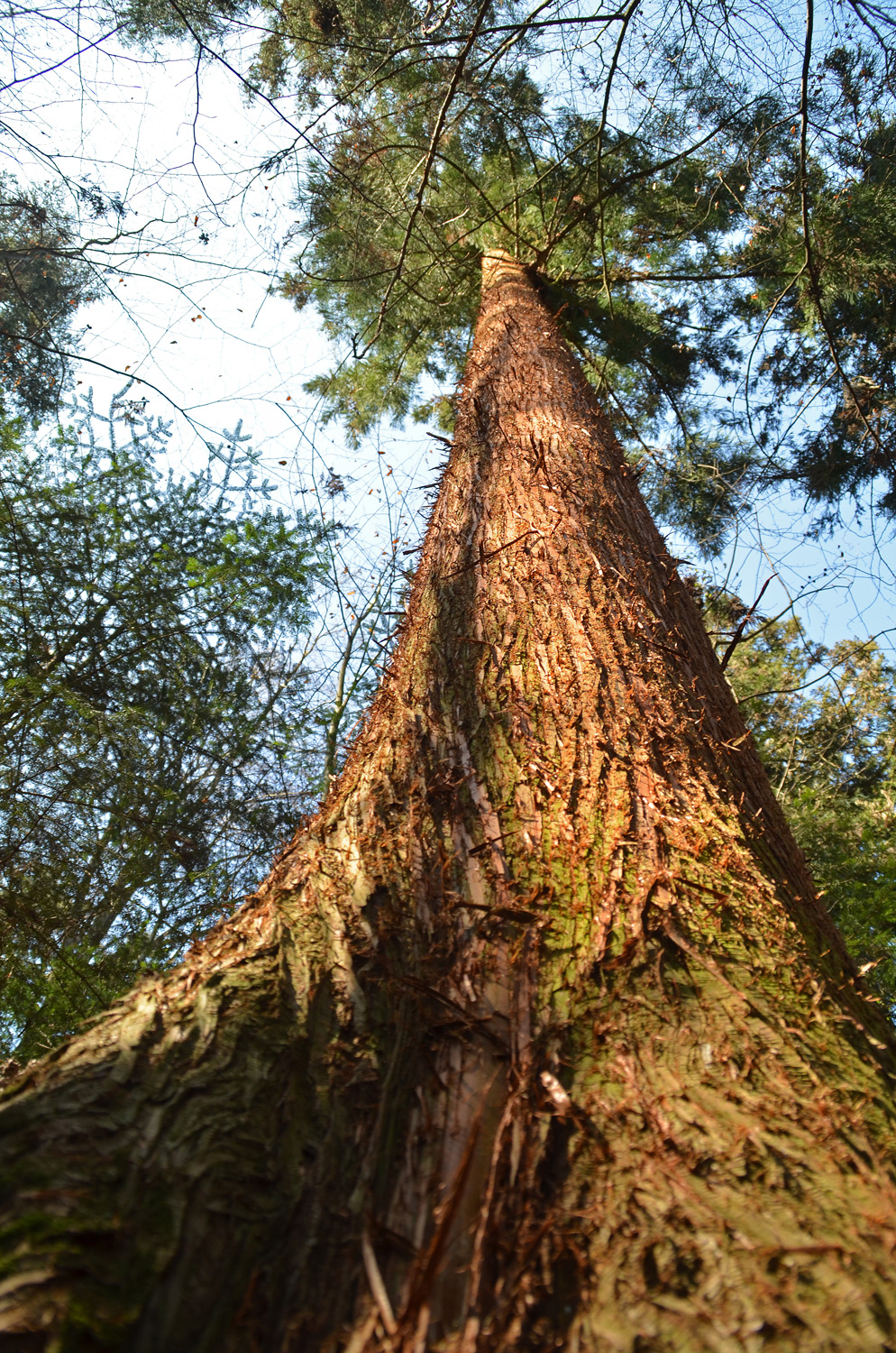 Cryptomeria japonica