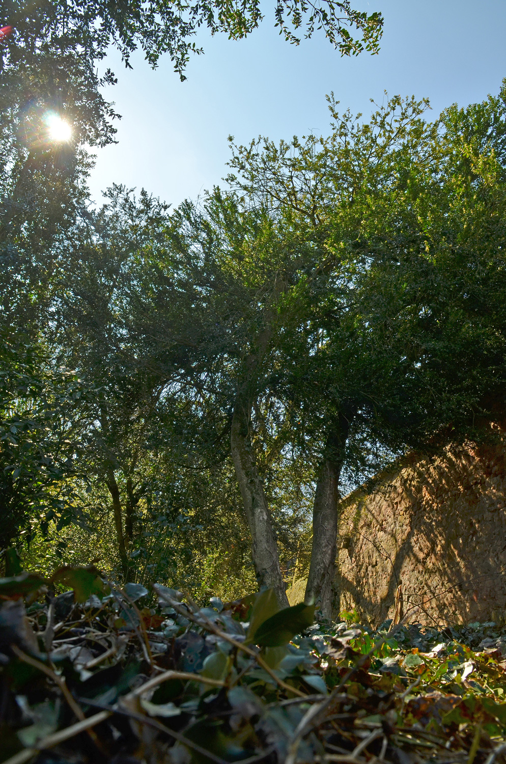 Buxus sempervirens