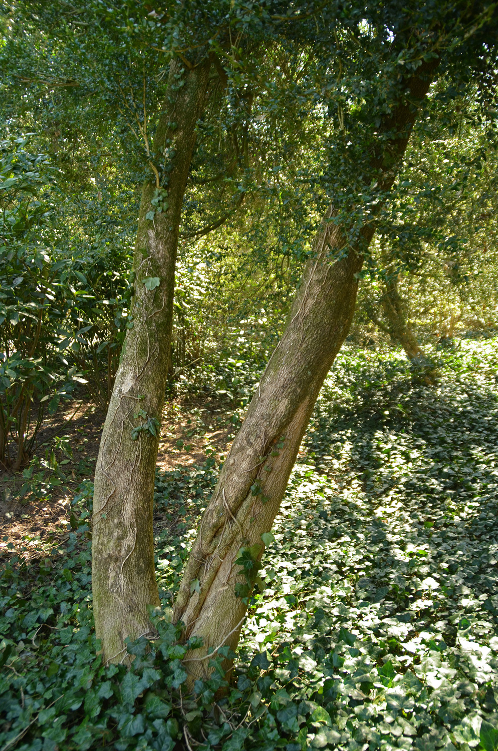 Buxus sempervirens - Schlosspark Weinheim - März 2025