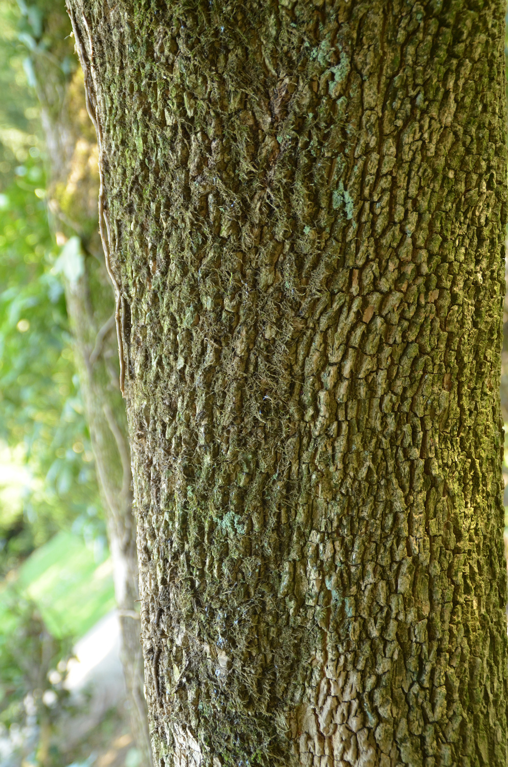 Buxus sempervirens - Schlosspark Weinheim - März 2025