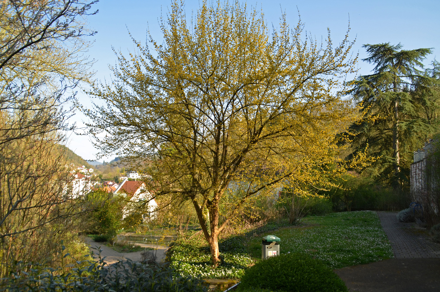 Cornus mas