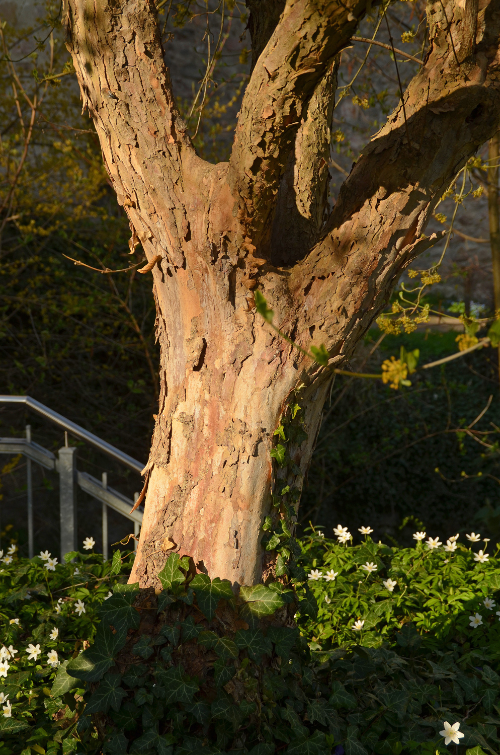 Cornus mas - Schlosspark Weinheim - März 2025