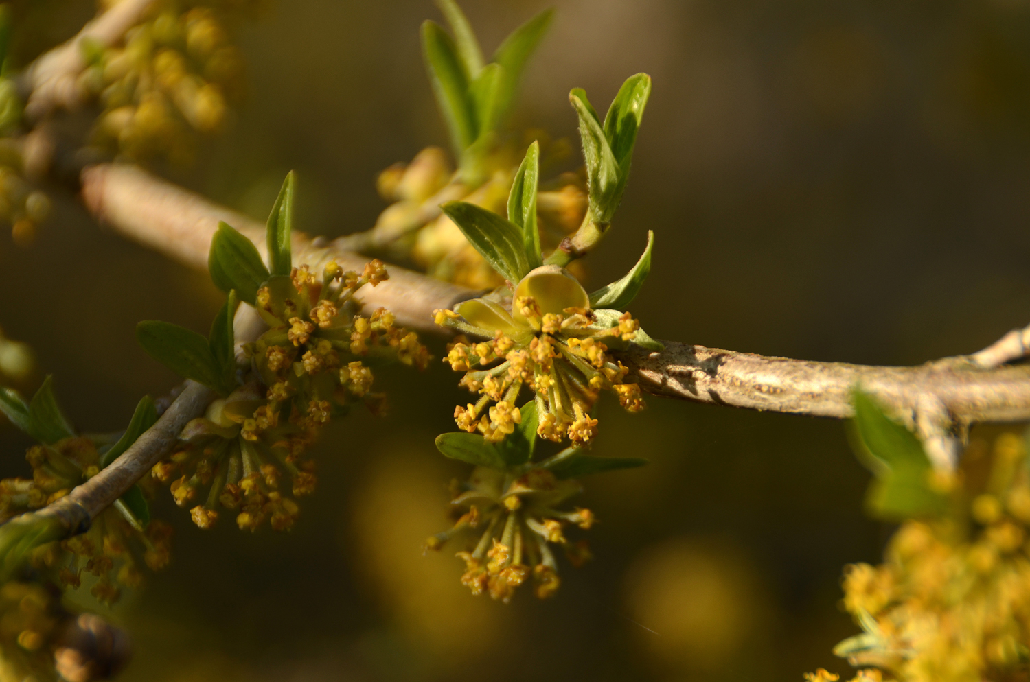 Cornus mas - Schlosspark Weinheim - März 2025