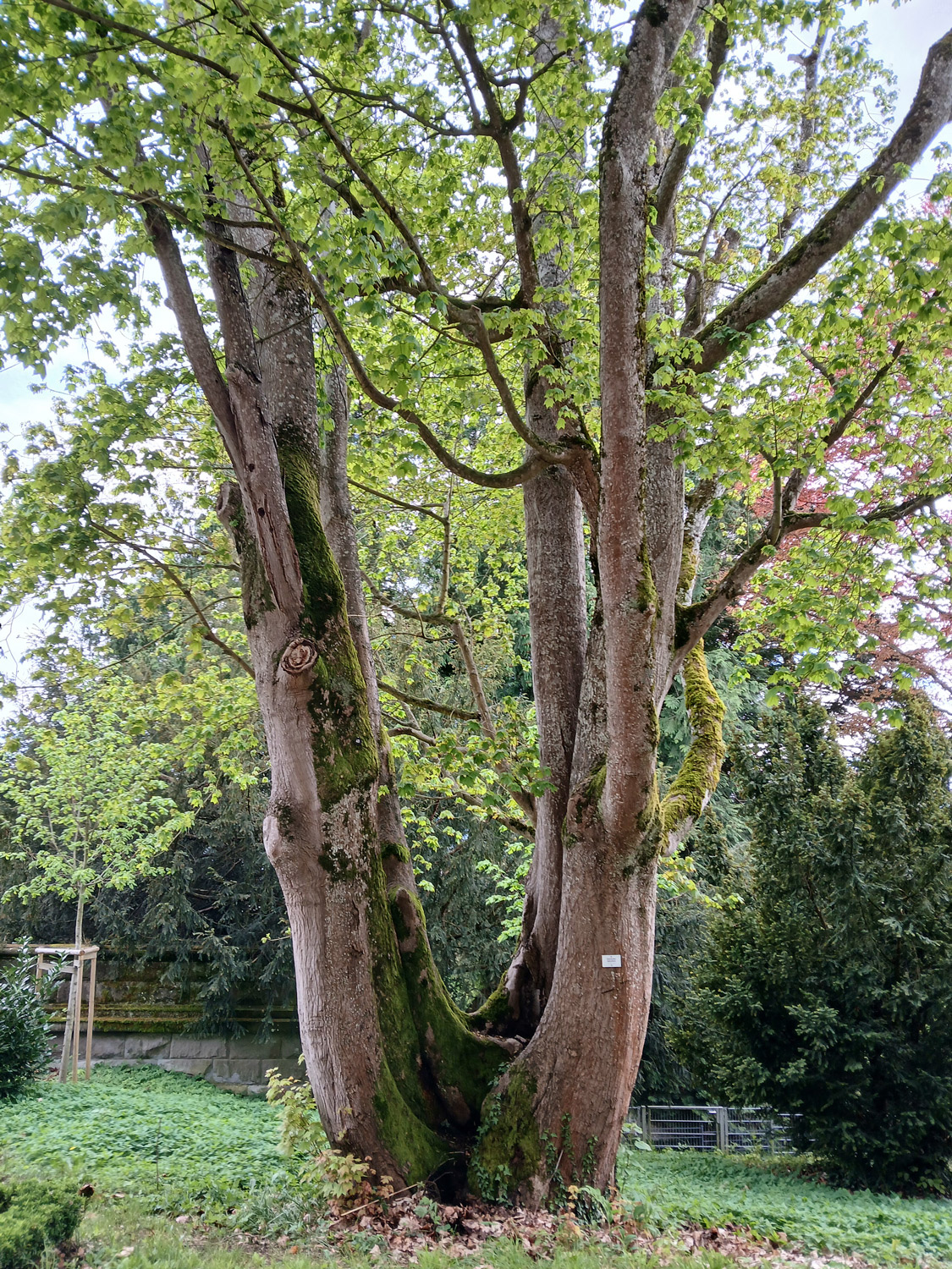 Acer cappadocicum