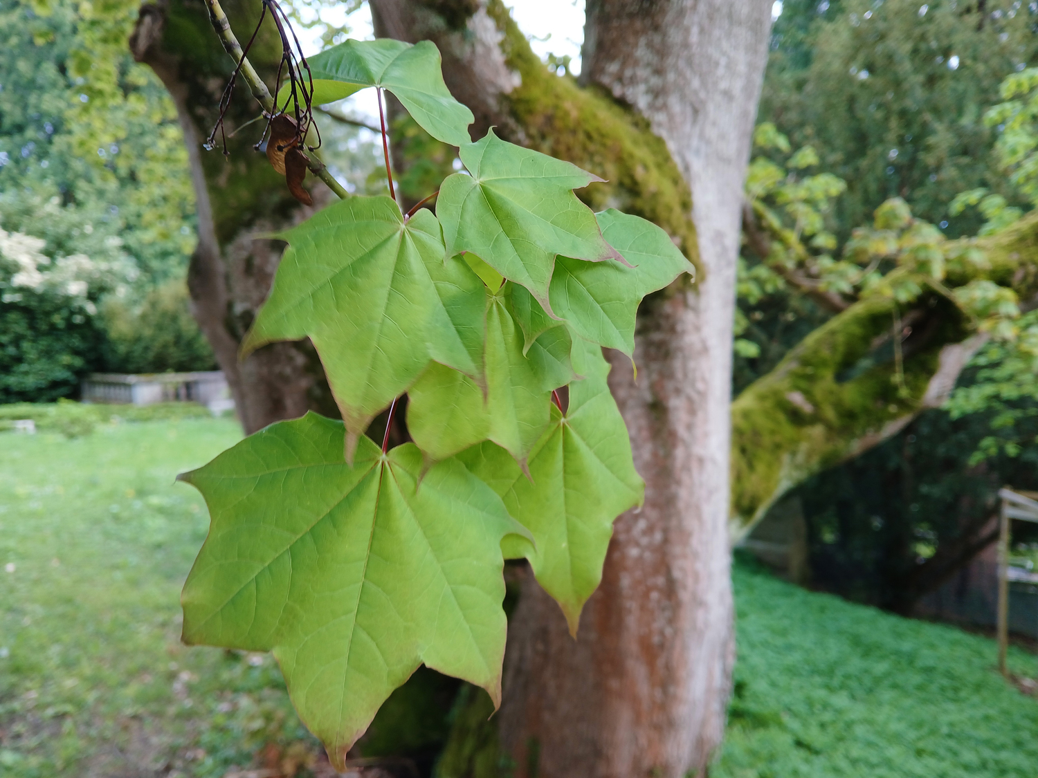 Acer cappadocicum - Lindau (Bodensee)-Bad Schachen, Park Villa Alwind - April 2025