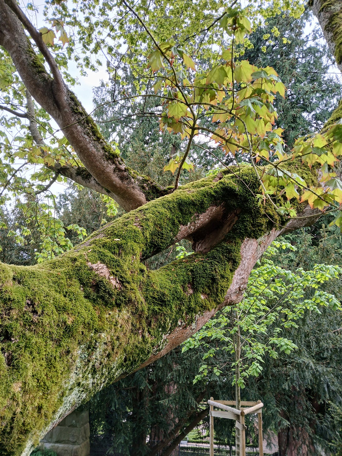 Acer cappadocicum - Lindau (Bodensee)-Bad Schachen, Park Villa Alwind - April 2025