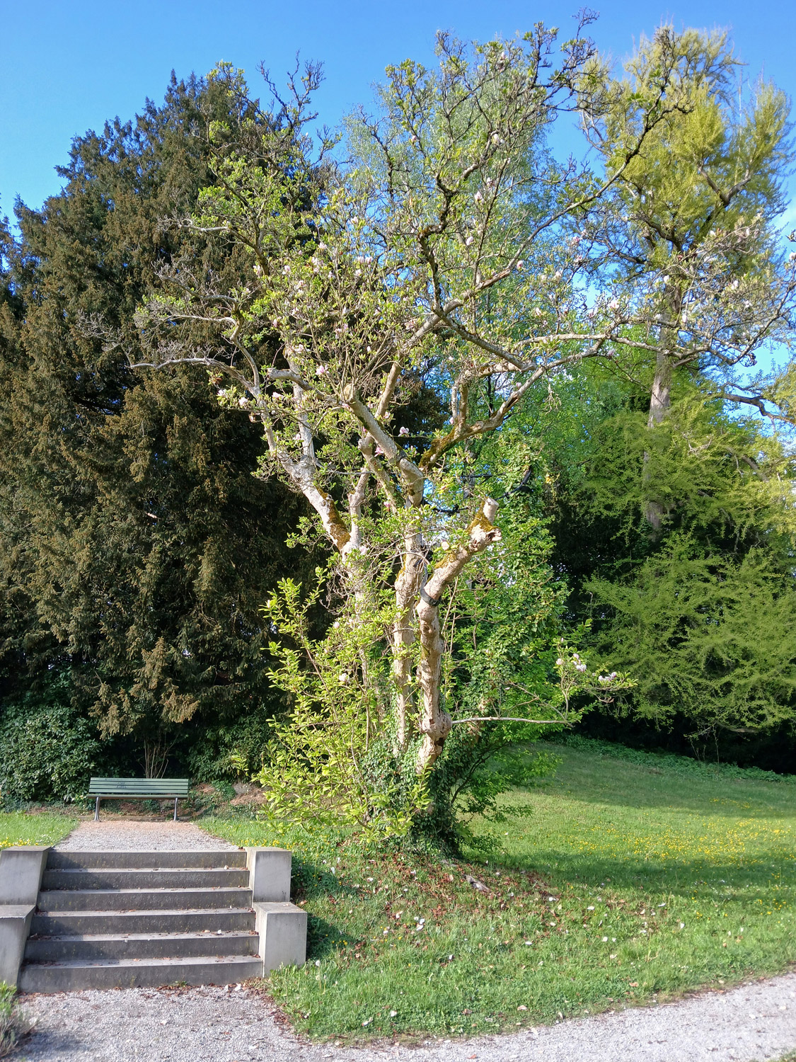 × soulangeana Magnolia
