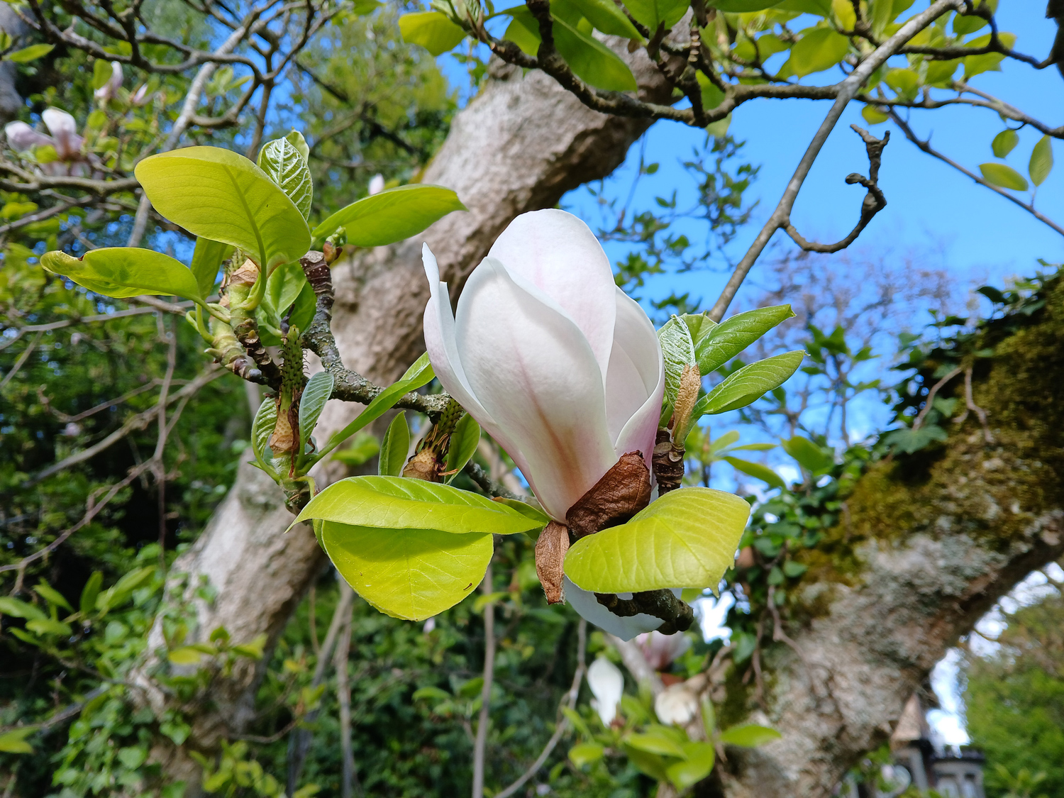 Magnolia × soulangeana - Lindau (Bodensee)-Bad Schachen, Lindenhofpark - April 2025
