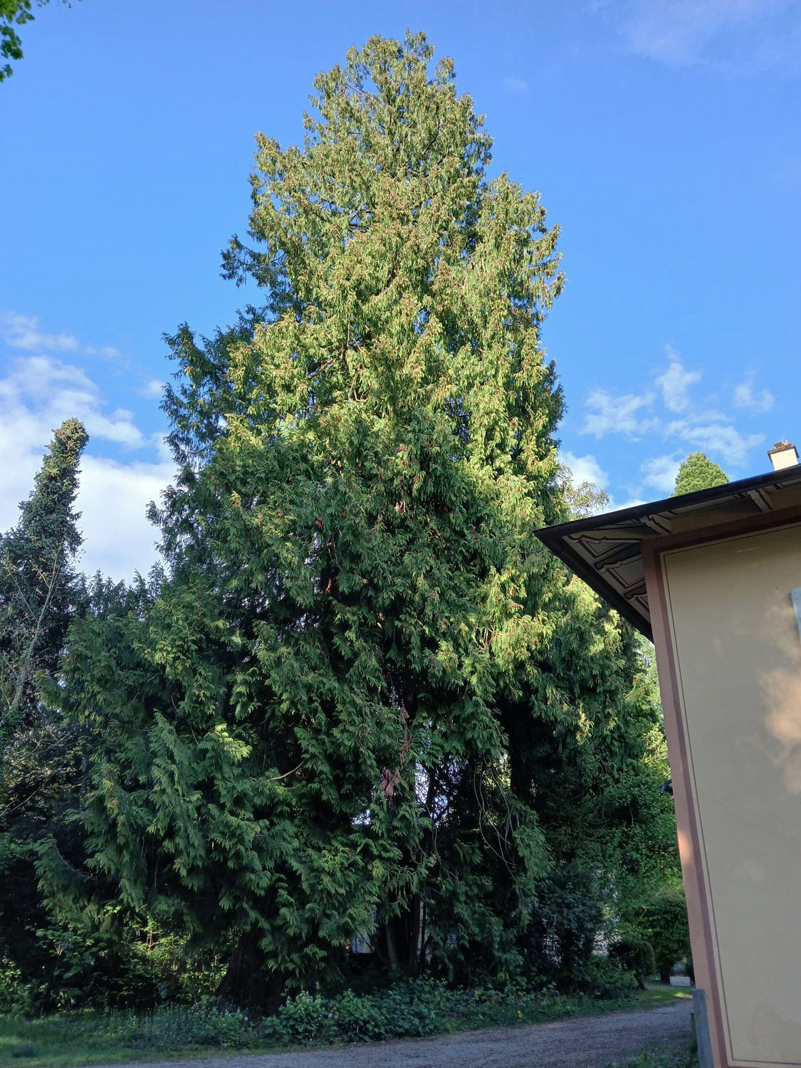 plicata Thuja