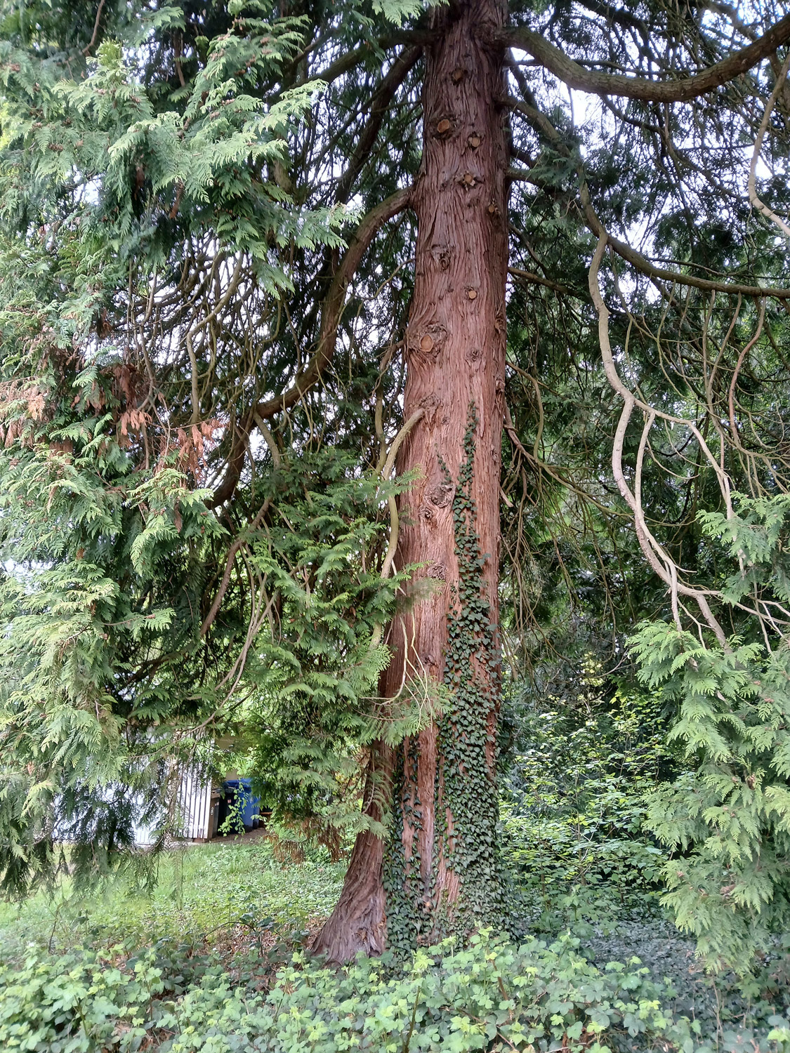 Thuja plicata - Lindau (Bodensee)-Bad Schachen, Lindenhofpark - April 2025