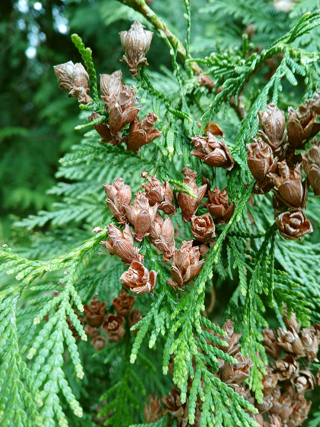 Thuja plicata - Lindau (Bodensee)-Bad Schachen, Lindenhofpark - April 2025