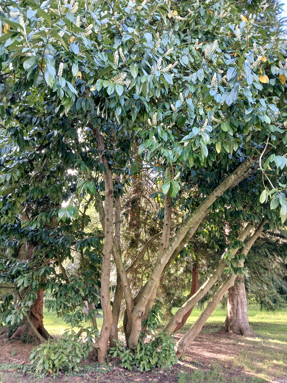 laurocerasus Prunus