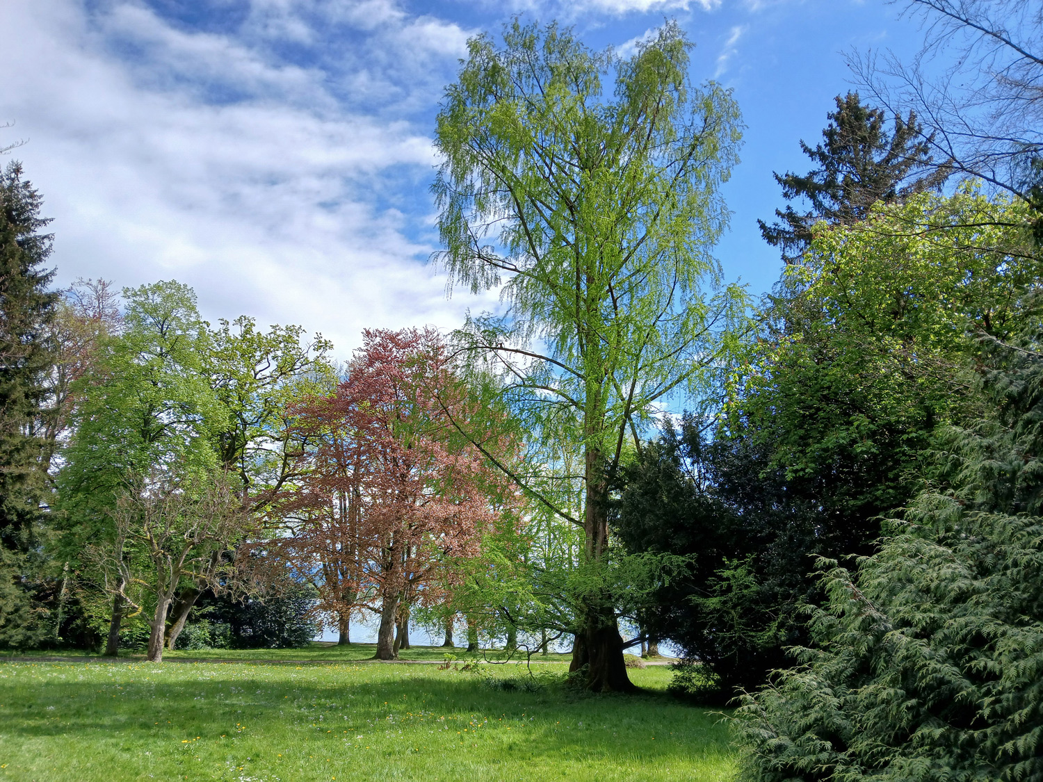 glyptostroboides Metasequoia