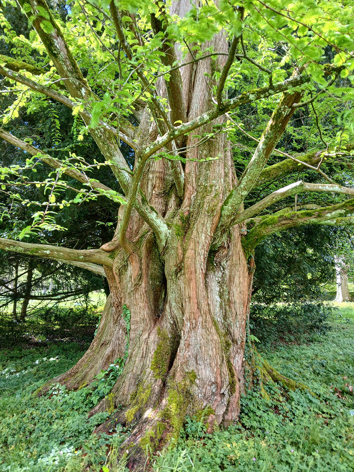 Metasequoia glyptostroboides - Lindau (Bodensee)-Bad Schachen, Lindenhofpark - April 2025