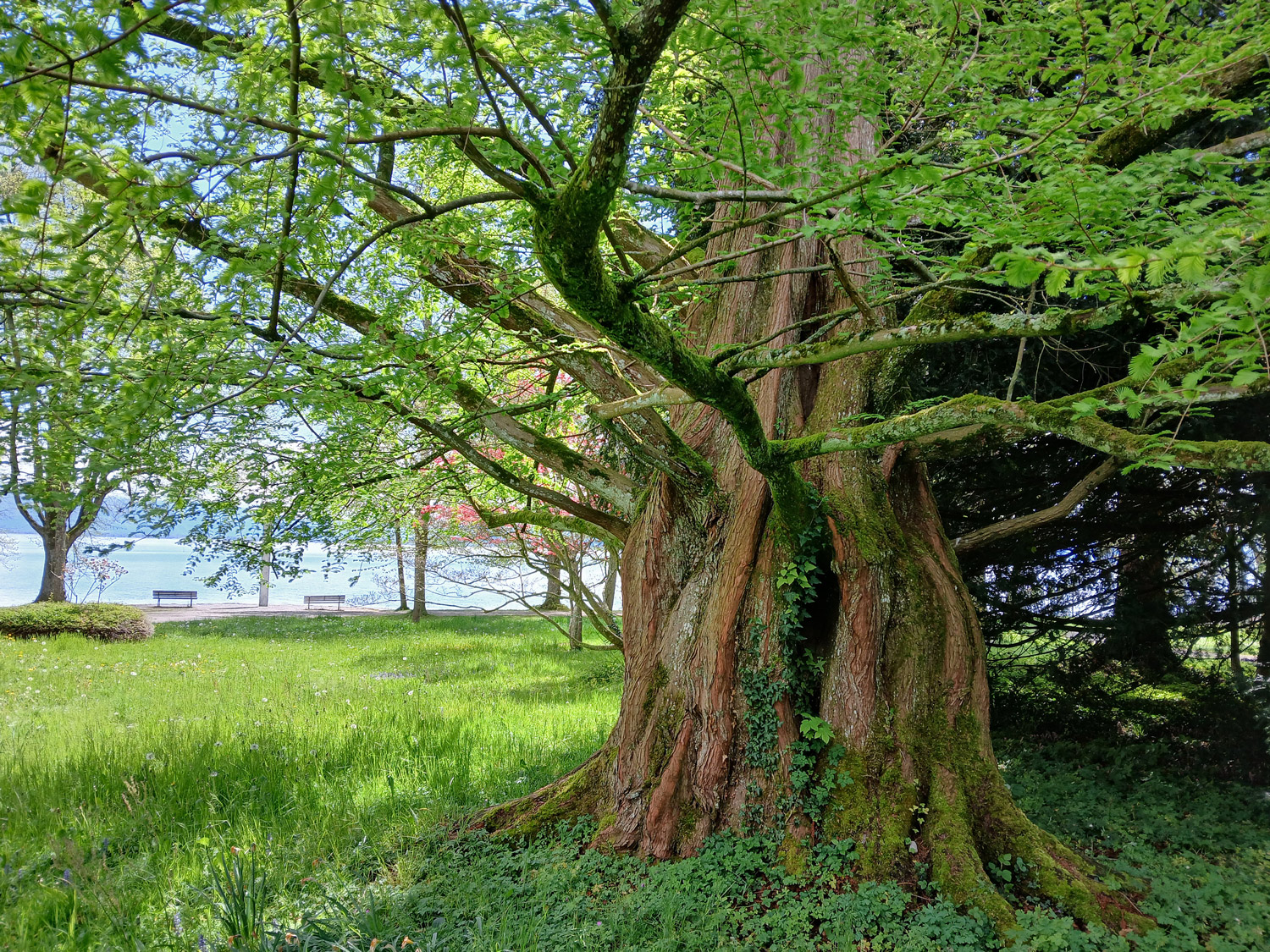 Metasequoia glyptostroboides - Lindau (Bodensee)-Bad Schachen, Lindenhofpark - April 2025