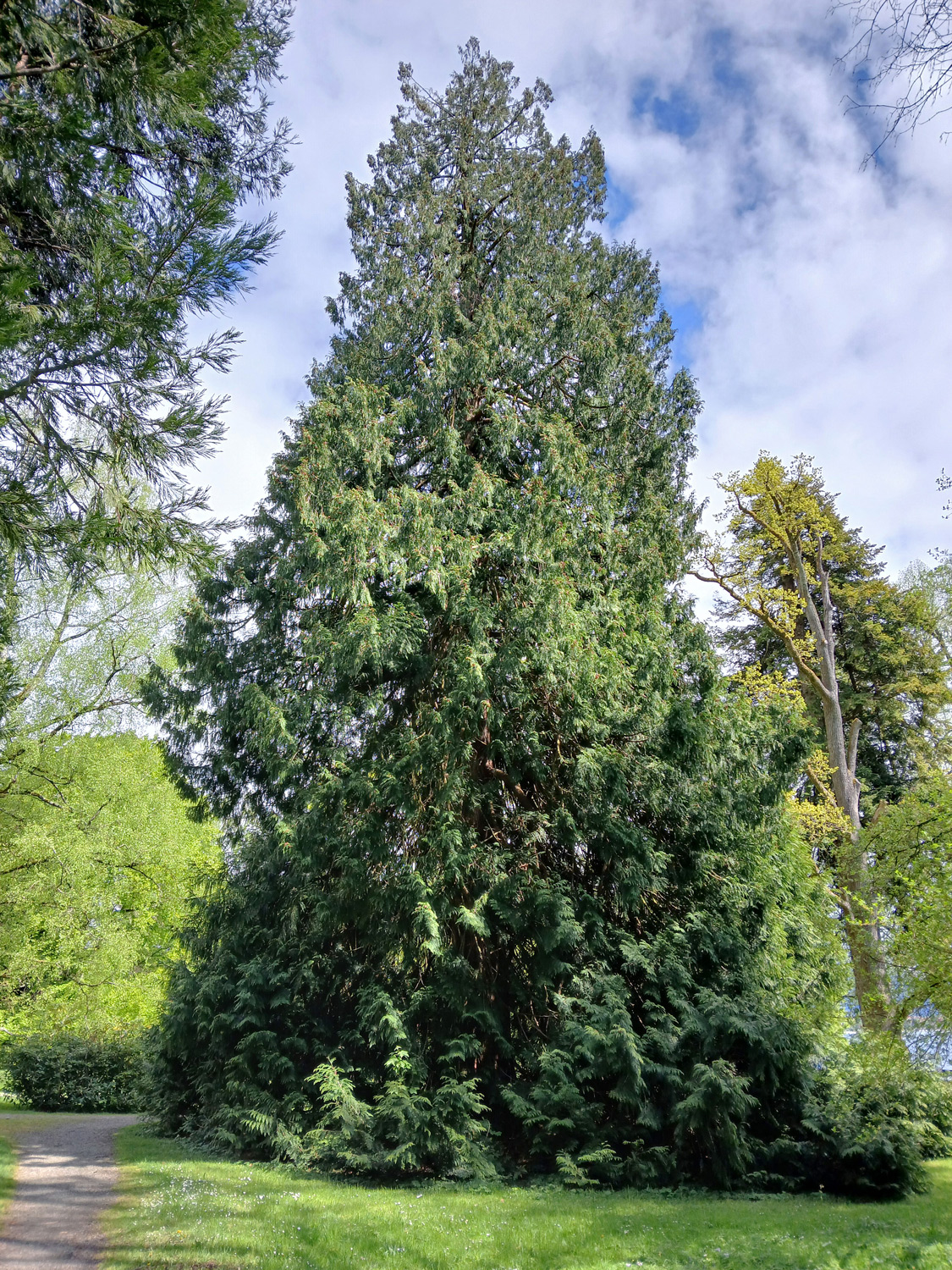 plicata Thuja
