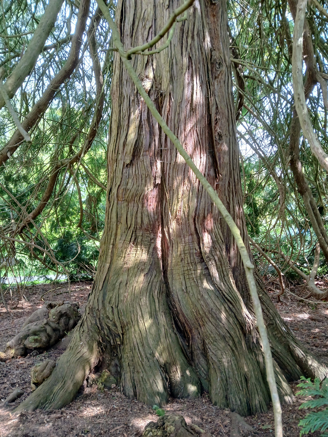 Thuja plicata - Lindau (Bodensee)-Bad Schachen, Lindenhofpark - April 2025