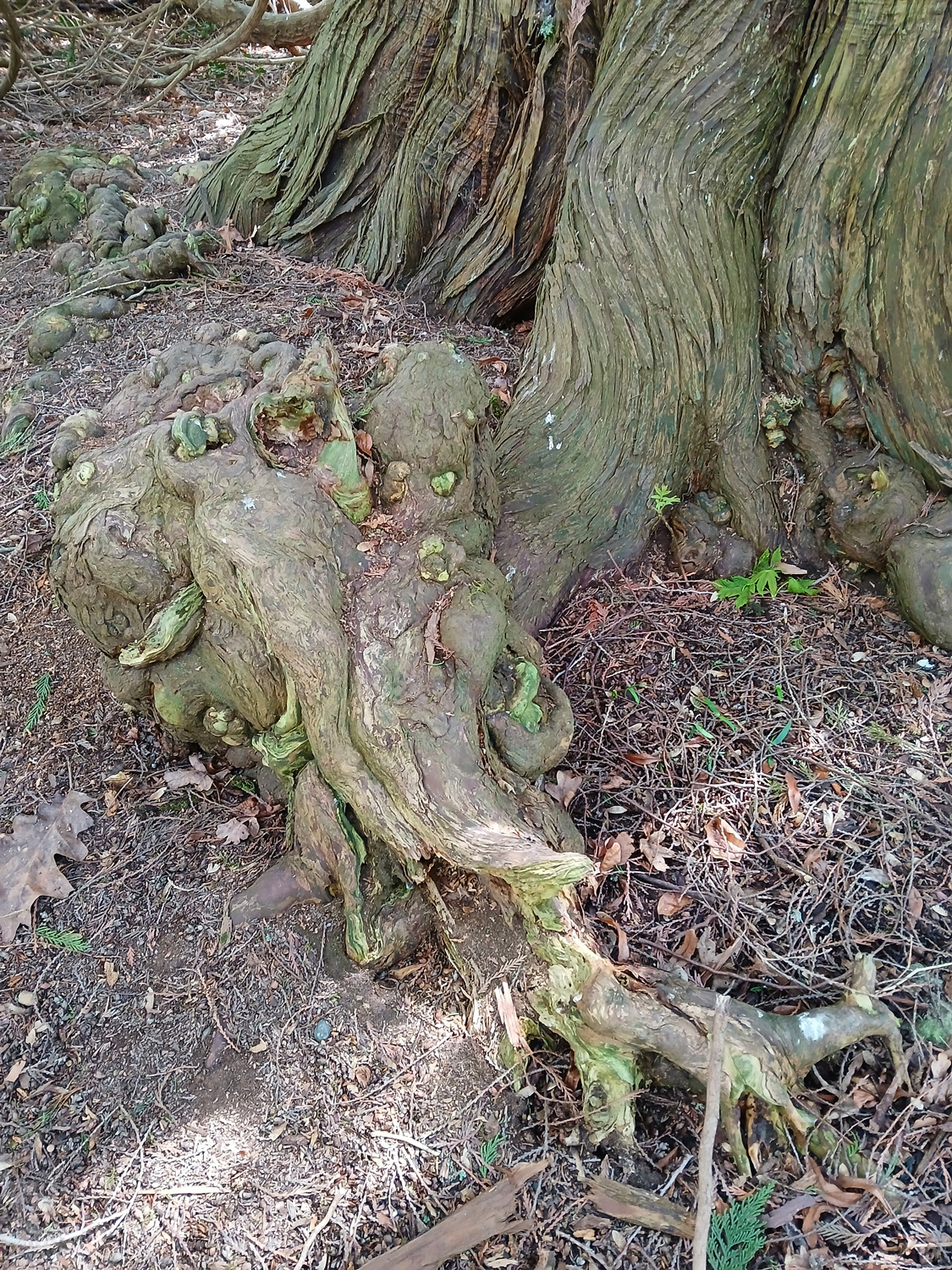 Thuja plicata - Lindau (Bodensee)-Bad Schachen, Lindenhofpark - April 2025