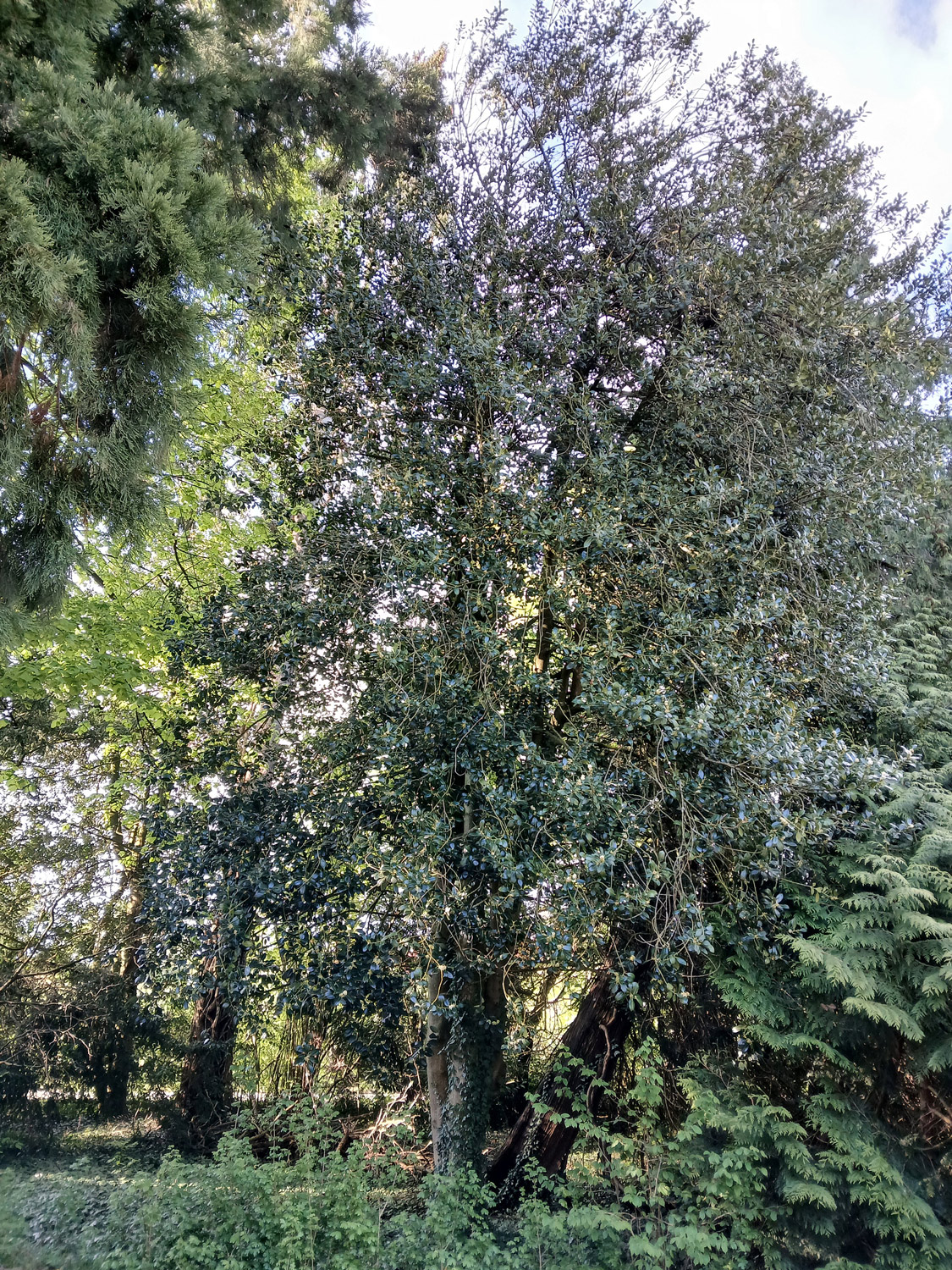aquifolium Ilex