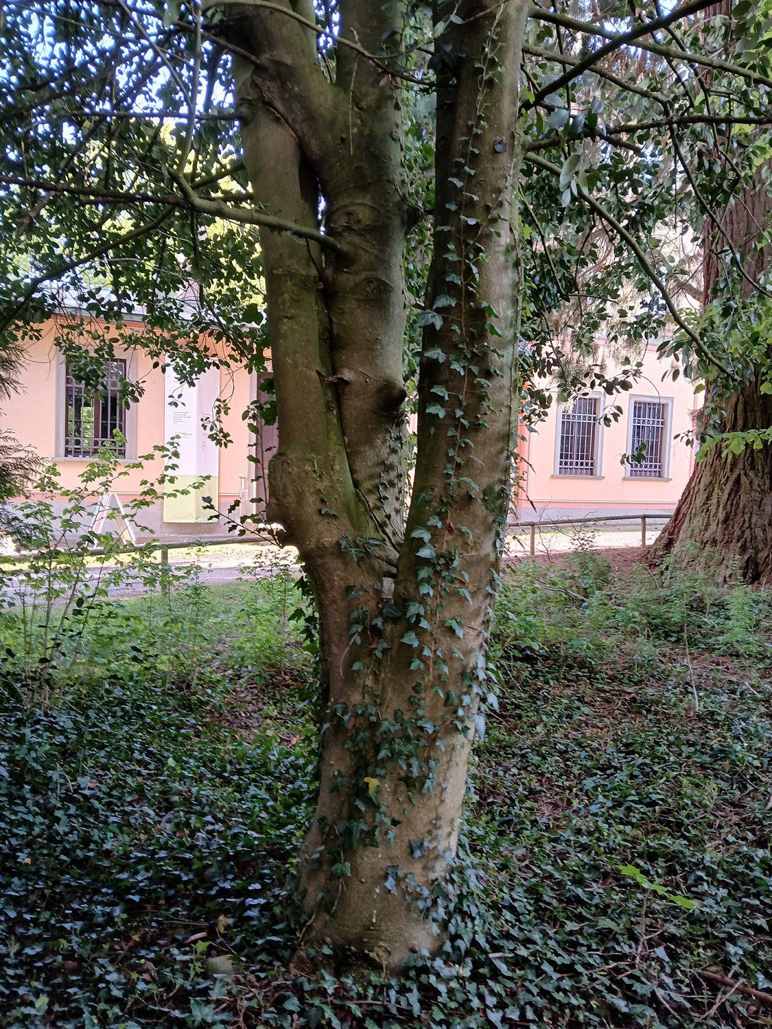 Ilex aquifolium - Lindau (Bodensee)-Bad Schachen, Lindenhofpark - April 2025