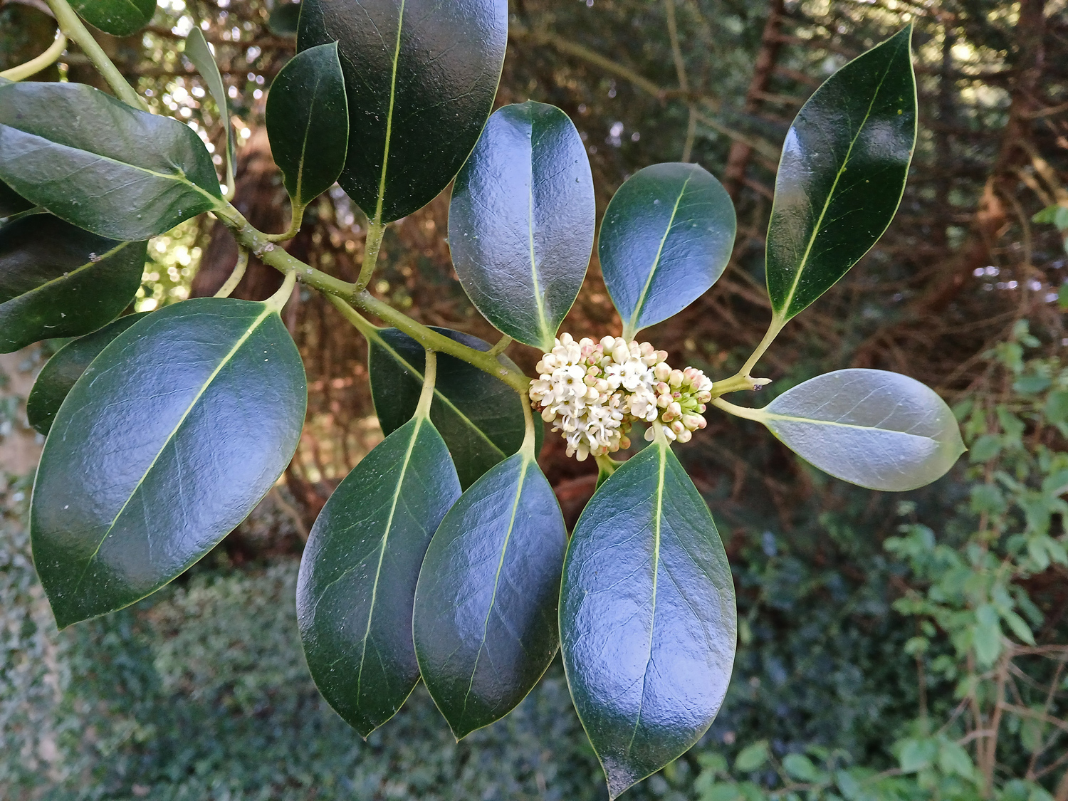 Ilex aquifolium - Lindau (Bodensee)-Bad Schachen, Lindenhofpark - April 2025