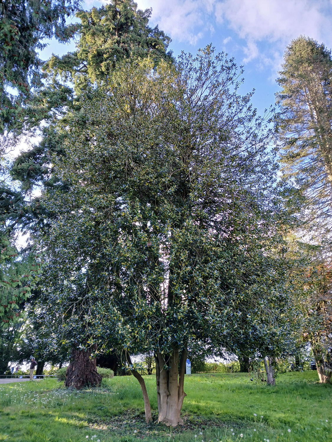 aquifolium Ilex