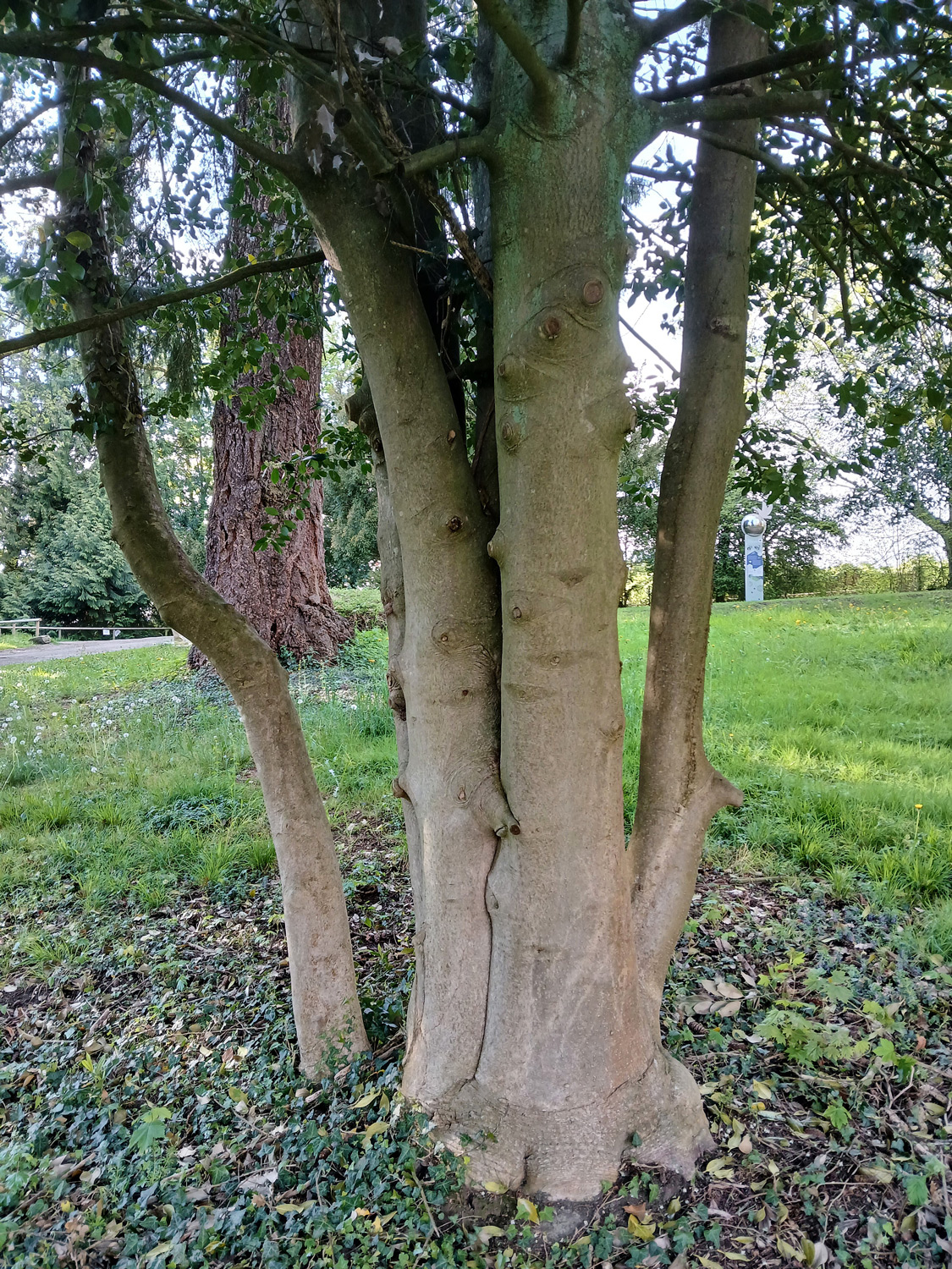 Ilex aquifolium - Lindau (Bodensee)-Bad Schachen, Lindenhofpark - April 2025