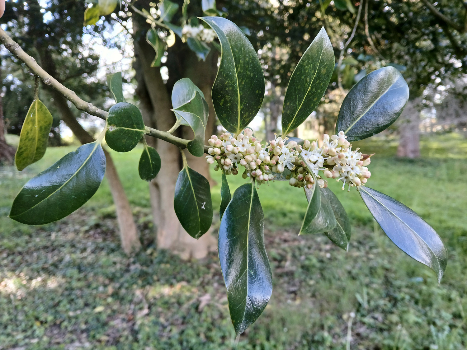 Ilex aquifolium - Lindau (Bodensee)-Bad Schachen, Lindenhofpark - April 2025