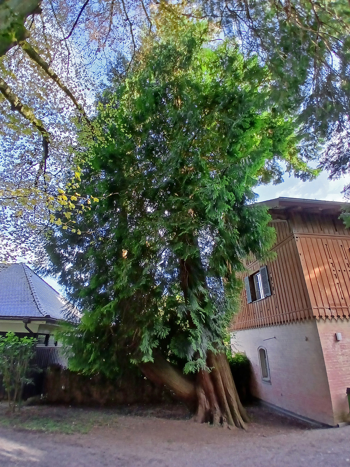 plicata Thuja