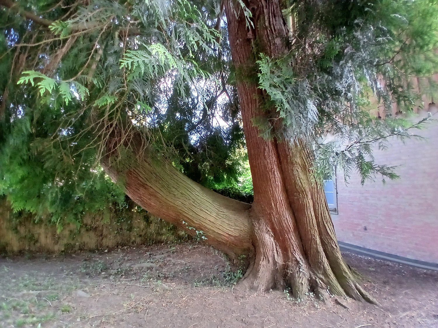 Thuja plicata - Lindau (Bodensee)-Bad Schachen, Park beim Hotel Bad Schachen - April 2025