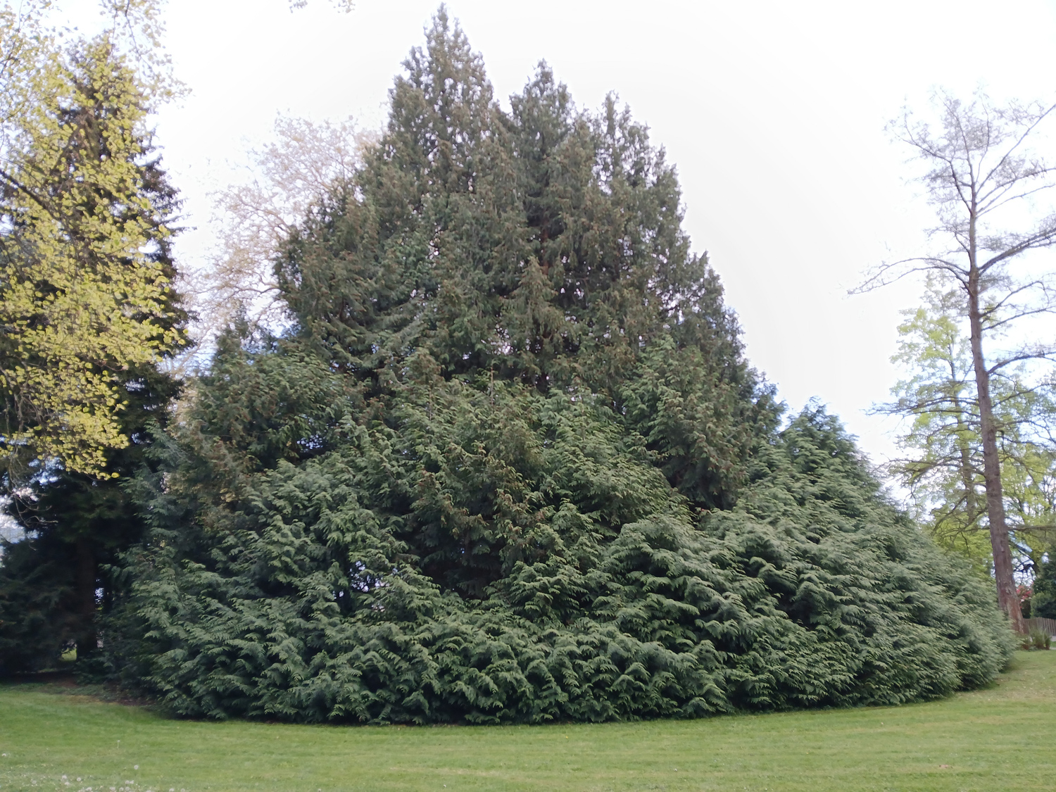 Thuja plicata - Lindau (Bodensee)-Bad Schachen, Park beim Hotel Bad Schachen - April 2025